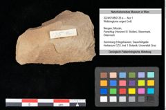Foto (Objekt + Etikett) von Widdringtonia ungeri Endl. (NHMW-GEO-2024-0188-0135a)